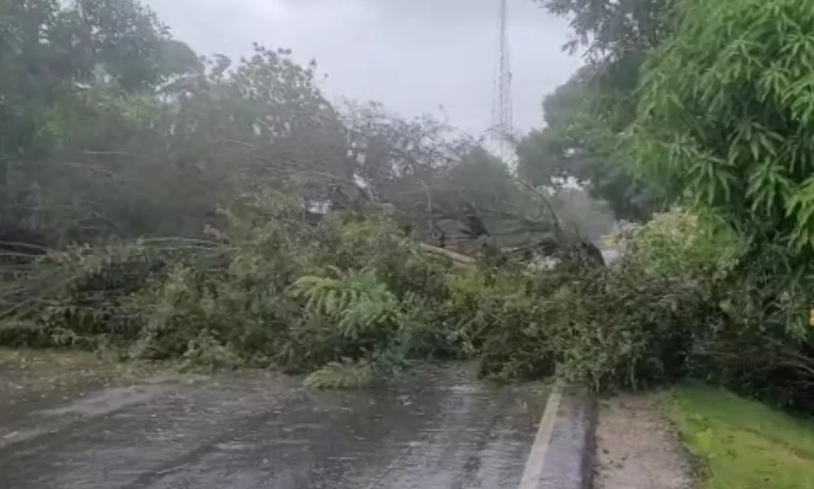 Fiona provoca caída de árboles en Nagua; fuertes vientos se sienten