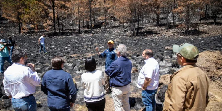 Abinader anuncia plan de acción para regenerar zonas afectadas por incendios en Valle Nuevo y todo el país
