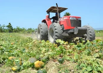 Inicia retirada 17,000 tareas de cultivos hospederos mosca blanca
