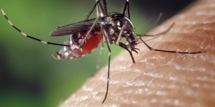 RD ha registrado 5,145 casos de dengue en lo que va de este año