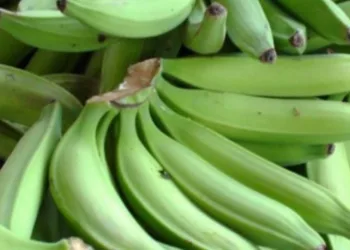 RD suspende exportación de plátano a partir del lunes