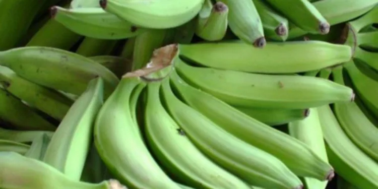RD suspende exportación de plátano a partir del lunes