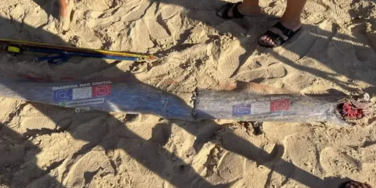 Capturan pez remo gigante en costa de Río San Juan; es el segundo en RD