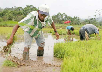 Productores de arroz agradecen a presidente por protección rublo 