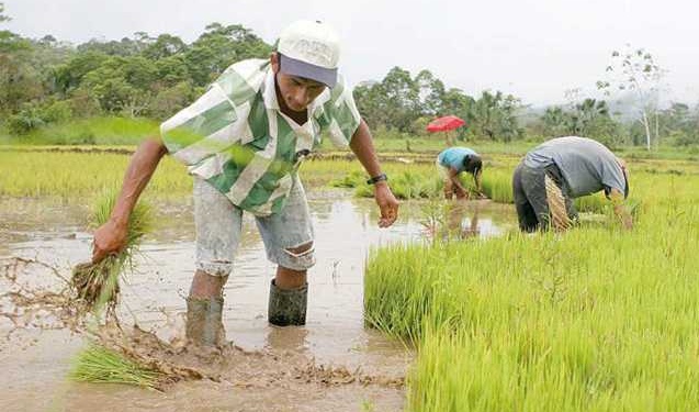 Productores de arroz agradecen a presidente por protección rublo 