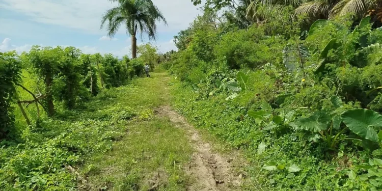 Productores de arroz de El Factor denuncian abandono de caminos y canal de riego