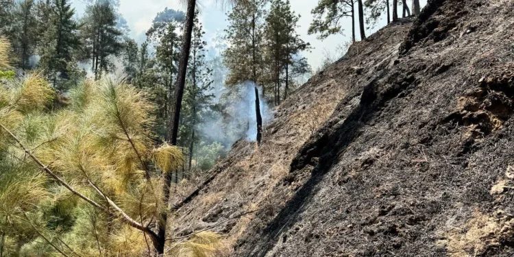 Bomberos Forestales: «Controlado incendio forestal en Los Tramojos, San José de Ocoa»