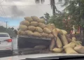 Segunda patana cargada de arroz se vuelca en menos de 24 horas en El Factor