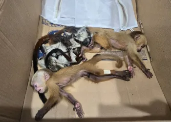 Detienen en Colombia a pareja que intentaba traficar monos recién nacidos hacia República Dominicana