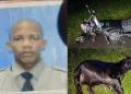 Oficial de la Policía muere al chocar con vaca en la Autovía del Nordeste, tramo Monte Plata